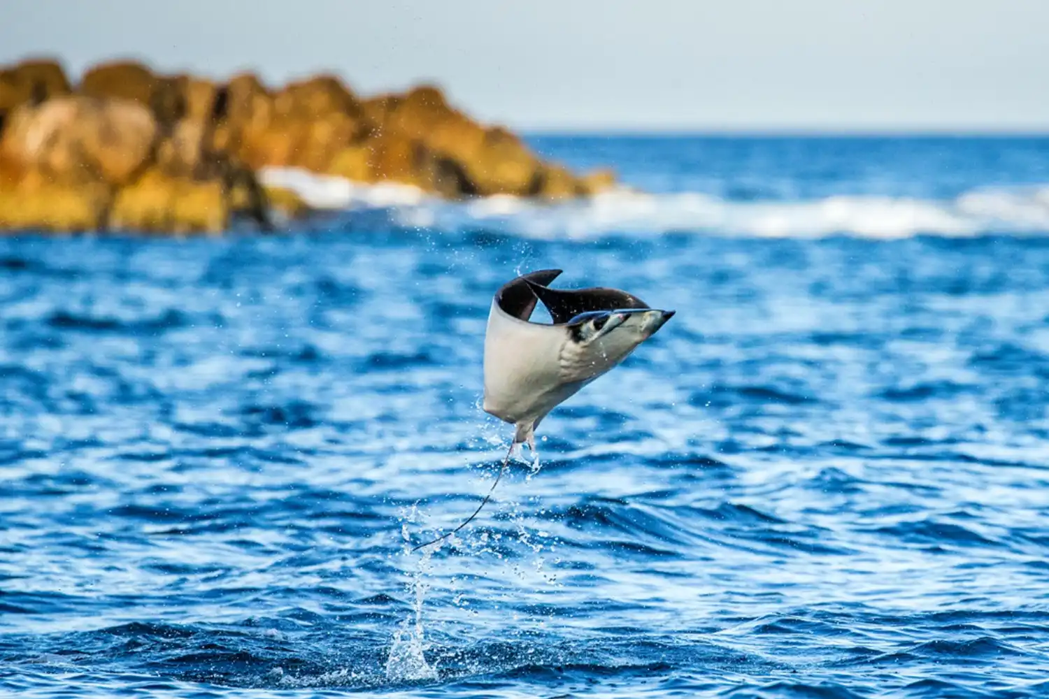 an image of a sting ray or manta ray, jumping from the ocean water symbolizing the hazards of overlooking Financial governance risks.