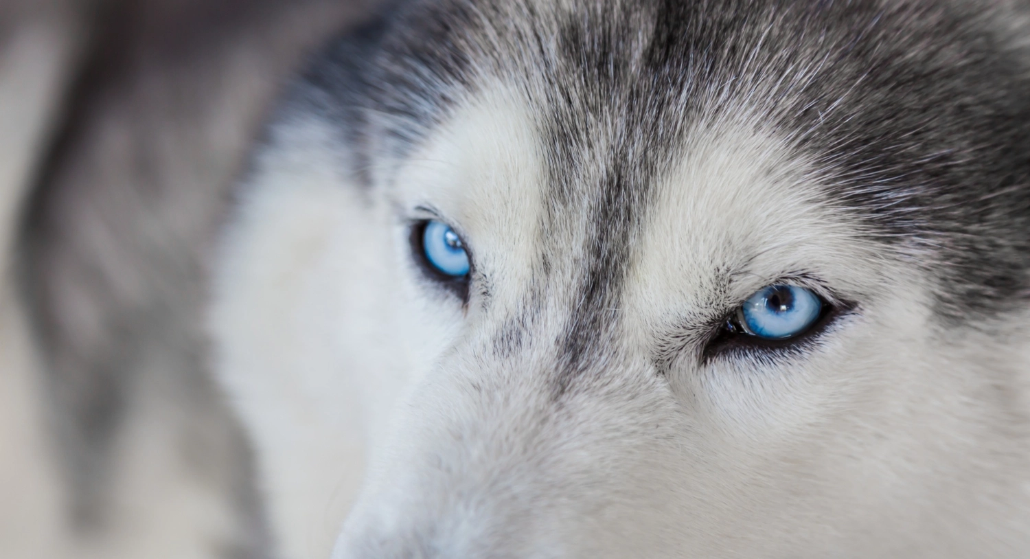 a close up of the blue eyes of a husky symbolising the compliance implications of the Doessel Group vs Pascua case
