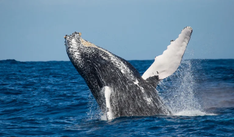an image of a whale breaching the water symbolising the change and impact of the Doessel Group vs Pascua case