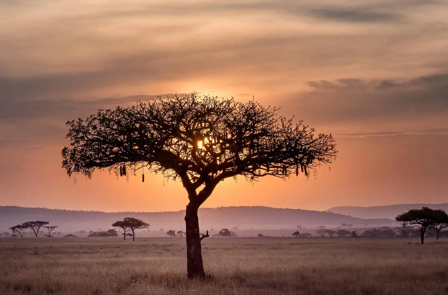 an image of a baobab tree against the sunset, symbolising the success business can achieve by engaging the AML/CTF compliance program services from DBA Advisory