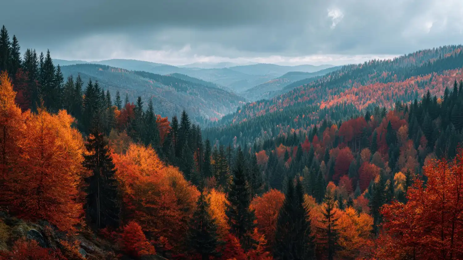 an image of a forest in autumn with different colored leaves on trrees, symbolising the changes in Australia with the AML/CTF Compliance Program requirements