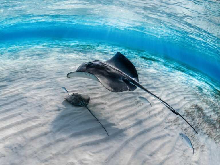 an image of a mother stingray guiding her child to navigate the seabed, symbolising the diligence, resilience and capabilities firms will develop with DBA Advisory's AML/CTF Training Requirements