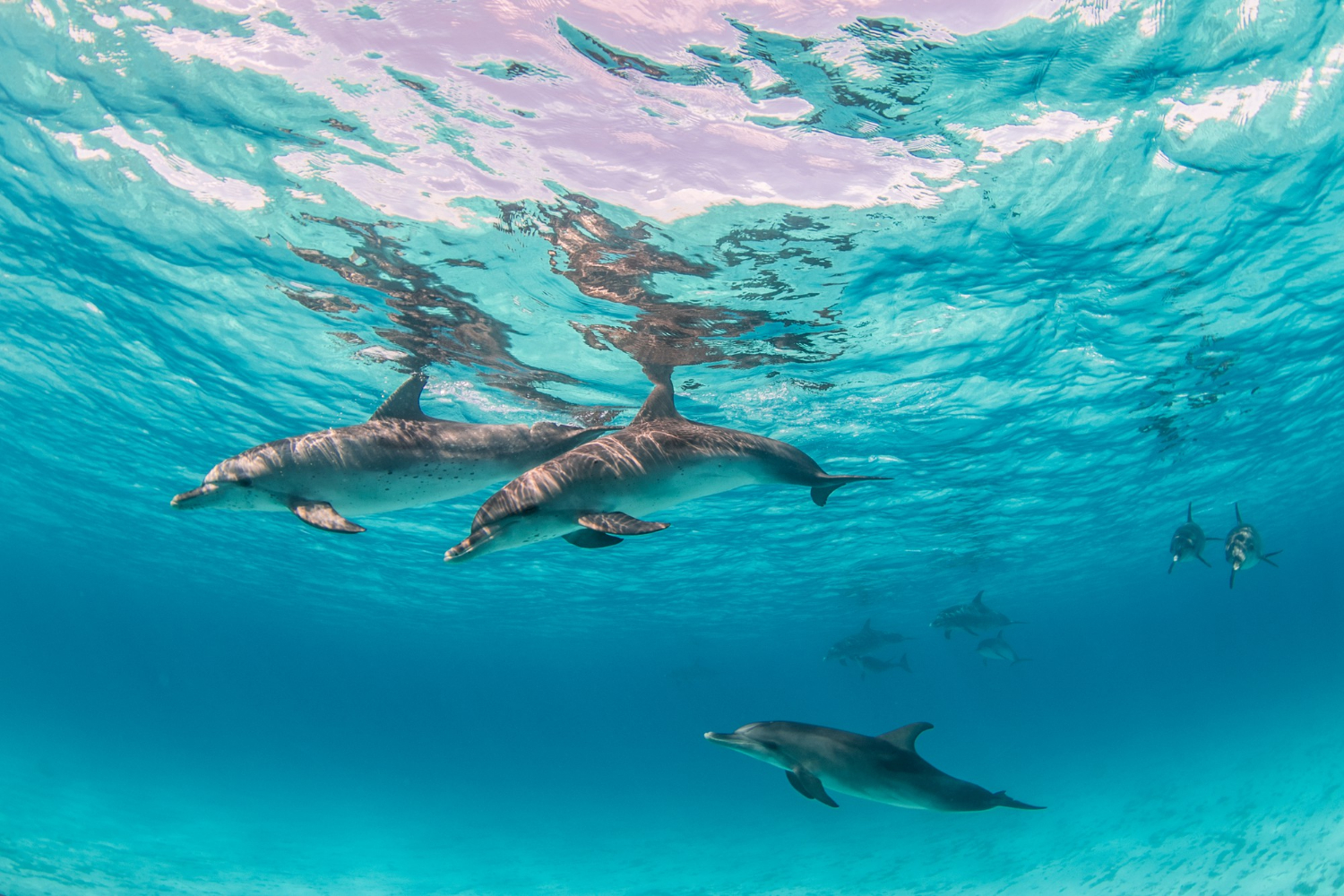 an image of a pod guiding their young across the water, symbolising the rigorous training firms will receive through DBA Advisory's AML/CTF Training Requirements Australia