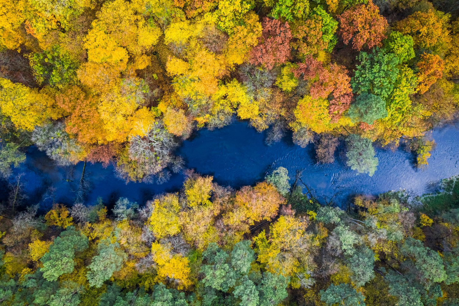 an overhead angle of colorful trees in a forest with a flowing river reflecting a clear blue sky, symbolising Private Company Governance Framework