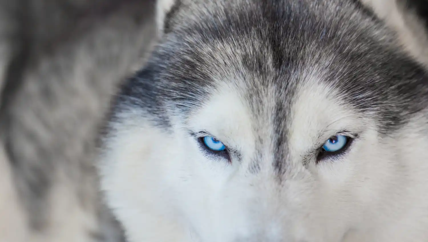 an image of a wolf with eyes blazing, symbolising the strict AUSTRAC Audit Process