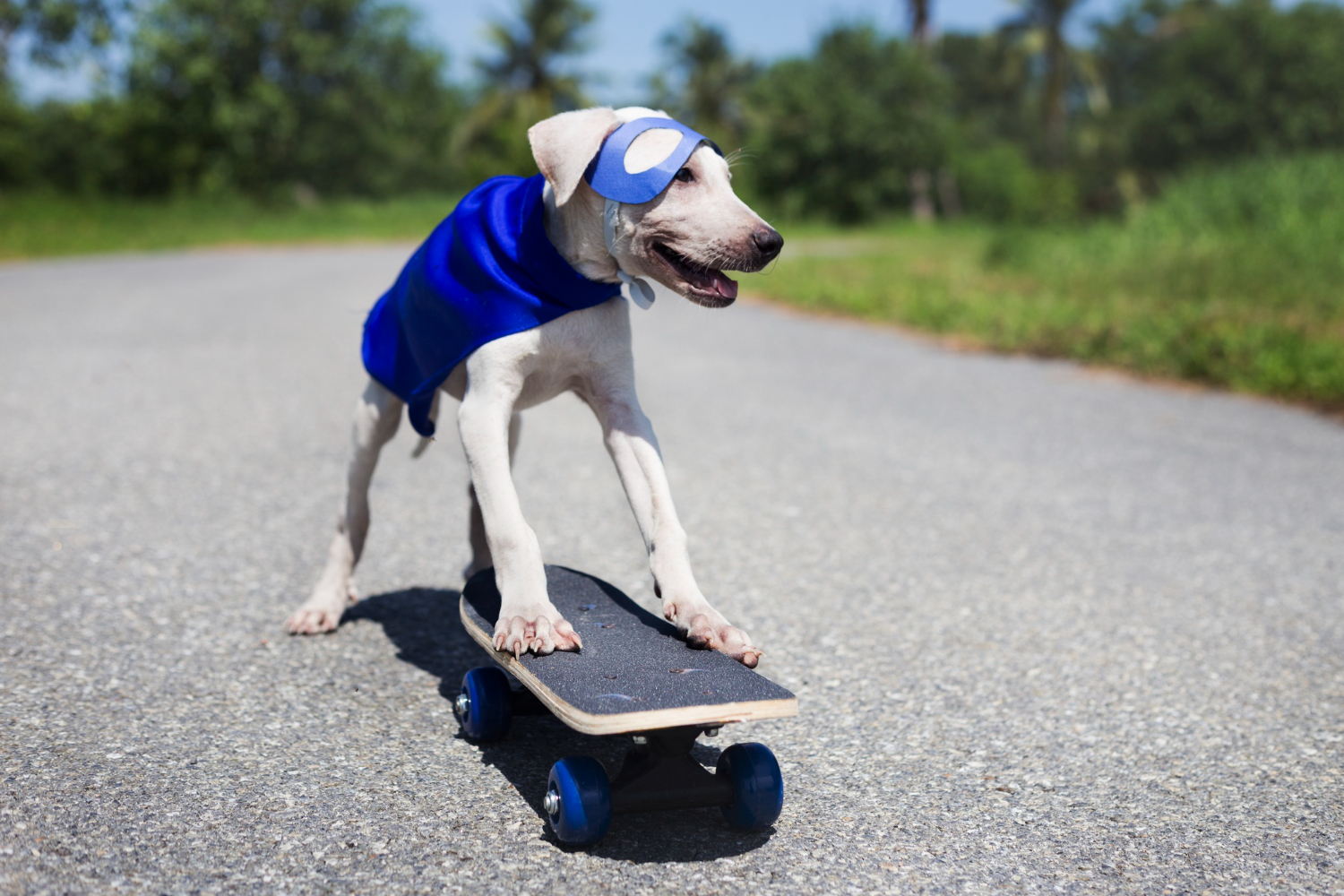an image of a white dog wearing a blue cape and blue mask on a skateboard, symbolising DBA Advisory's Legal Services Team ready to help family businesses understand the difference between Family Constitution vs Shareholders Agreement