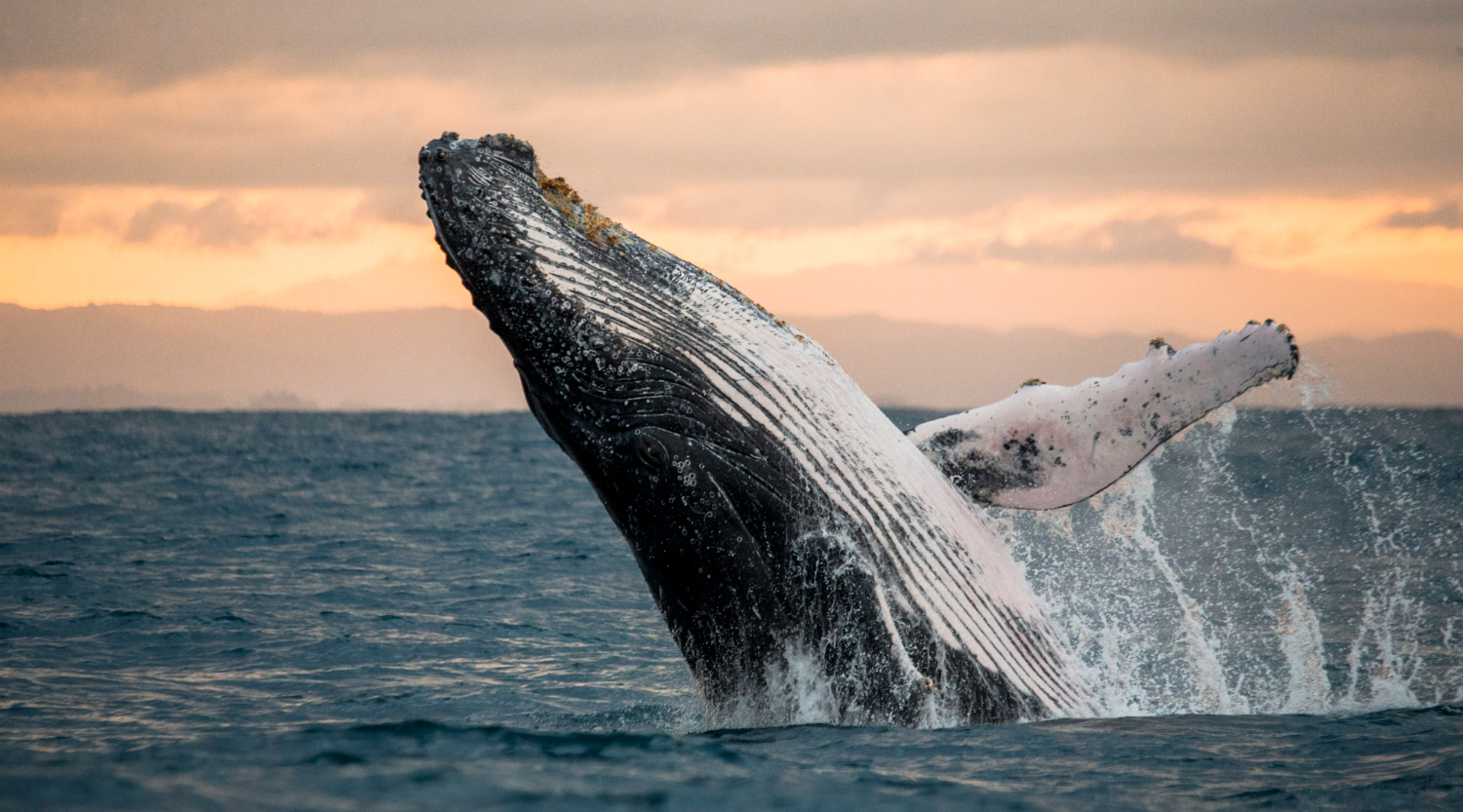 an image of a humpback whale breaching the water, symbolising Mandatory Data Breach Response Australia